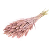 Dried Foxtail Grass - Pink Misty