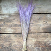 Stipa Pennata Fluffy Grass - Lilac