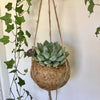 Hanging Kokedama - Succulent Plant (Echeveria)