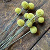 Dried Craspedia Heads - Yellow Billy Buttons