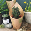 Cactus with Terracotta Pot