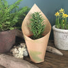 Succulent Cactus with Terracotta Pot