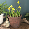 Tete a Tete Daffodils in a Rustic Clay Pot (Terracotta)