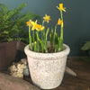 Tete a Tete Daffodils in a Rustic Clay Pot (Chalk)