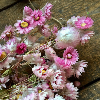 Dried Pink Daisy Flower