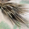 Barley Dried Bunch - Bronze Tufted