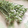 Dried Achillea Olive Green