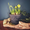 Tete a Tete Daffodils in a Rustic Pot (Charcoal)