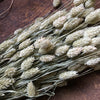 Canary Grass - Natural Phalaris Dried