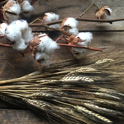 Dried Natural Cotton Stems
