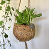 Hanging Kokedama - Succulent Plant (Crassula)