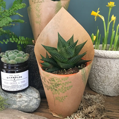 Succulent with Terracotta Pot