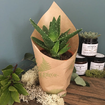 Succulent with Terracotta Pot