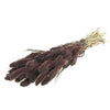 Dried Foxtail Grass - Chocolate Brown