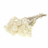 Preserved Helichrysum - White
