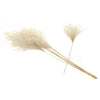 Miscanthus Natural Dried (Fluffy Grass)