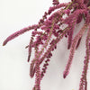 Natural Pink Dried Statice Suworowii
