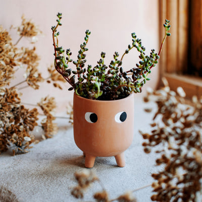 Little Leggy Terracotta Planter