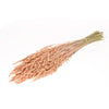 Dried Oats - Coral Misty
