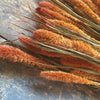 Dried Foxtail Grass - Orange