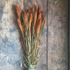 Dried Foxtail Grass - Orange