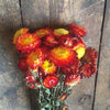 Dried Red / Yellow Helichrysum