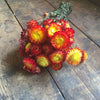 Dried Red / Yellow Helichrysum