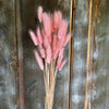 Bunny Tails Grass - Pink