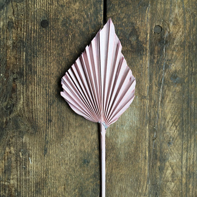Dried Palm Spear - Pink Stem
