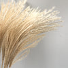 Miscanthus Natural Dried (Fluffy Grass)