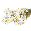 White Daisy Flower - Dried
