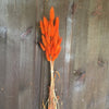 Bunny Tails Grass - Orange Flame
