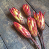 Sugar Bush Flowers (Protea) Red