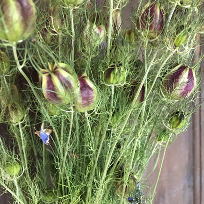 Dried Nigella Seed Heads