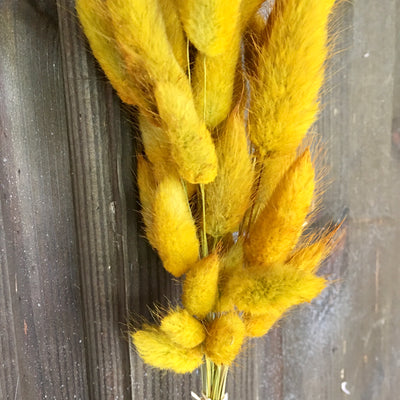 Bunny Tails Grass - Ochre Yellow