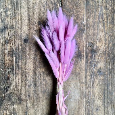 Bunny Tails Grass - Vintage Lilac