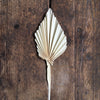 Dried Palm Spear - White Stem
