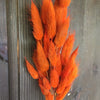 Bunny Tails Grass - Orange Flame
