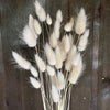 Bunny Tails Grass - White