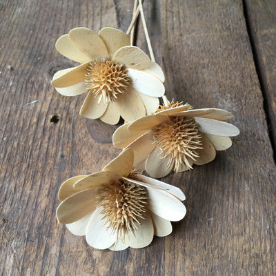 Dried Teasel Flower- Natural Stem