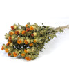 Safflower - Orange Dried Flowers